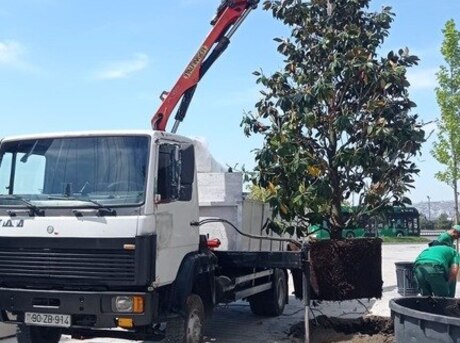 Mercedes 814 D 1993