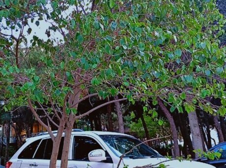 Lifan X60