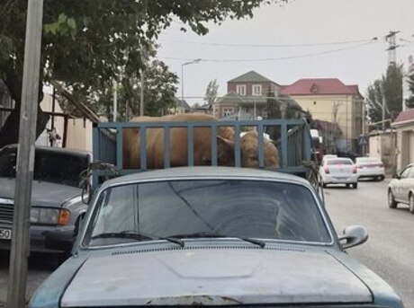GAZ 24 1984