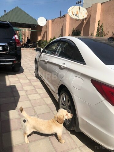 Hyundai Sonata 2010, 130,000 km - 2.4 л - Sumqayıt