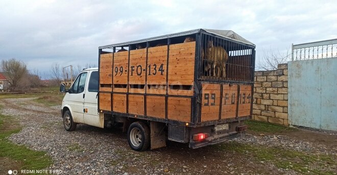 Ford Transit 1998, 200,000 km - 2.5 л - Beyləqan