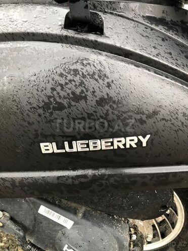 Kuba Blueberry