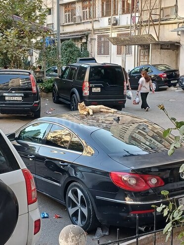 Volkswagen Passat CC 2010, 203,000 km - 2.0 l - Bakı