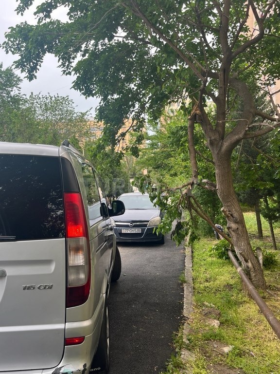 Mercedes Viano