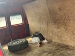Ford Transit-8
