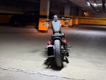 Harley-Davidson XL883N Sportster Iron 883-5