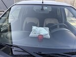 Nissan March-3