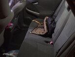 Toyota Prius-8