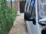 Ford Transit-8