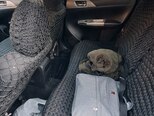 Subaru Impreza-6