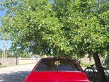 LADA (VAZ) 21099-2