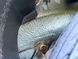 LADA (VAZ) 2115-15