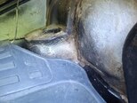 LADA (VAZ) 2106-13
