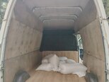 Ford Transit-13