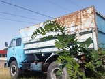 MAZ 504-6