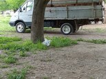 GAZ GAZel (33023-744)-7
