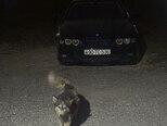 BMW 523-2