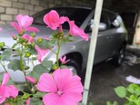 Nissan Murano-5