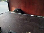 Ford Transit-3